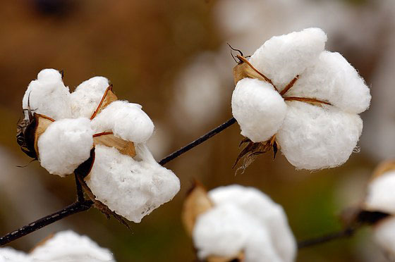Sợi cotton được dệt từ bông tự nhiên, có tính mềm mại, an toàn và thoáng khí cực cao